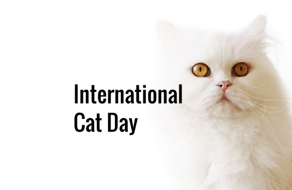 world cat day