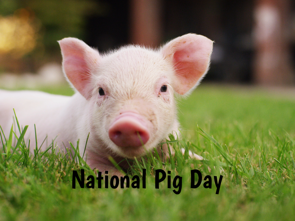 National Pig Day in 2021/2022 When, Where, Why, How is Celebrated?
