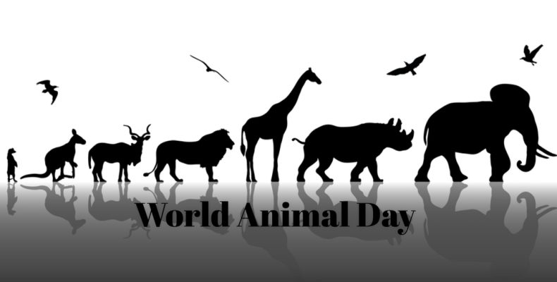 Image result for world day of animals