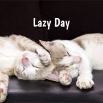 Lazy Day_ss_504260098