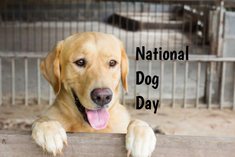 National Dog Day in 2021/2022 - When, Where, Why, How is ...