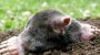 National Mole Day-793