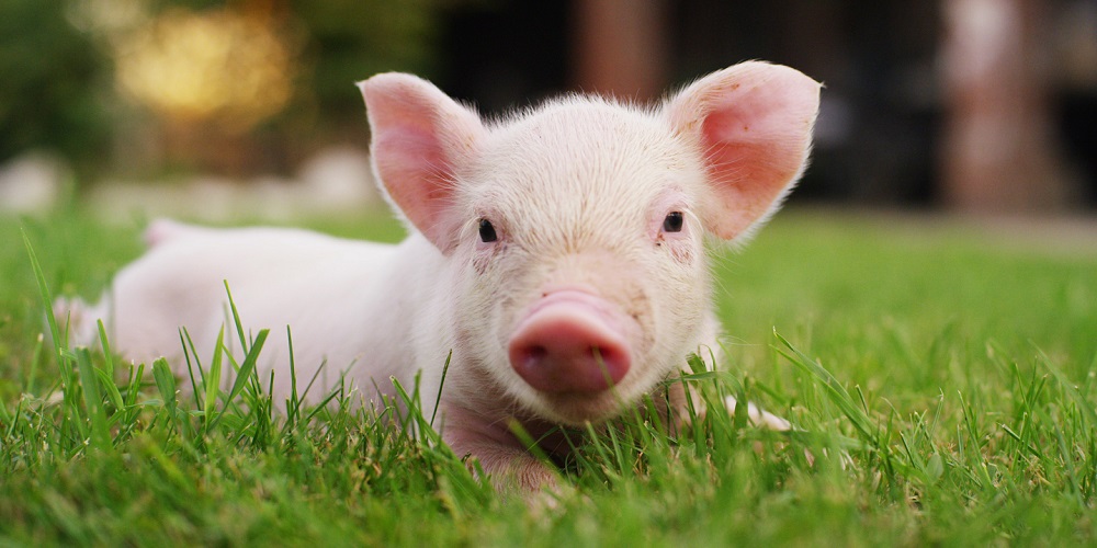 National Pig Day in 2025/2026 When, Where, Why, How is Celebrated?
