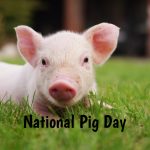 National Pig Day_ss_556381594