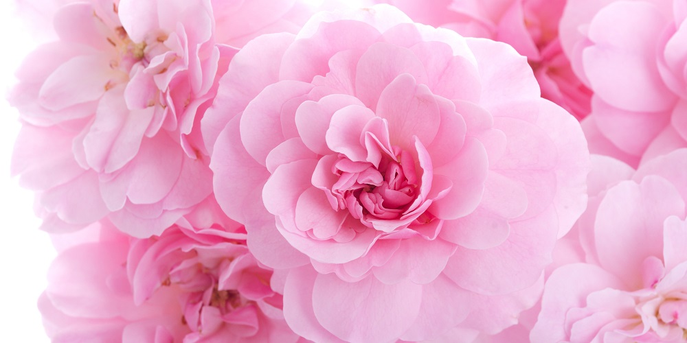 National Pink Day in 2025/2025 When, Where, Why, How is Celebrated?