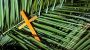 Palm Sunday