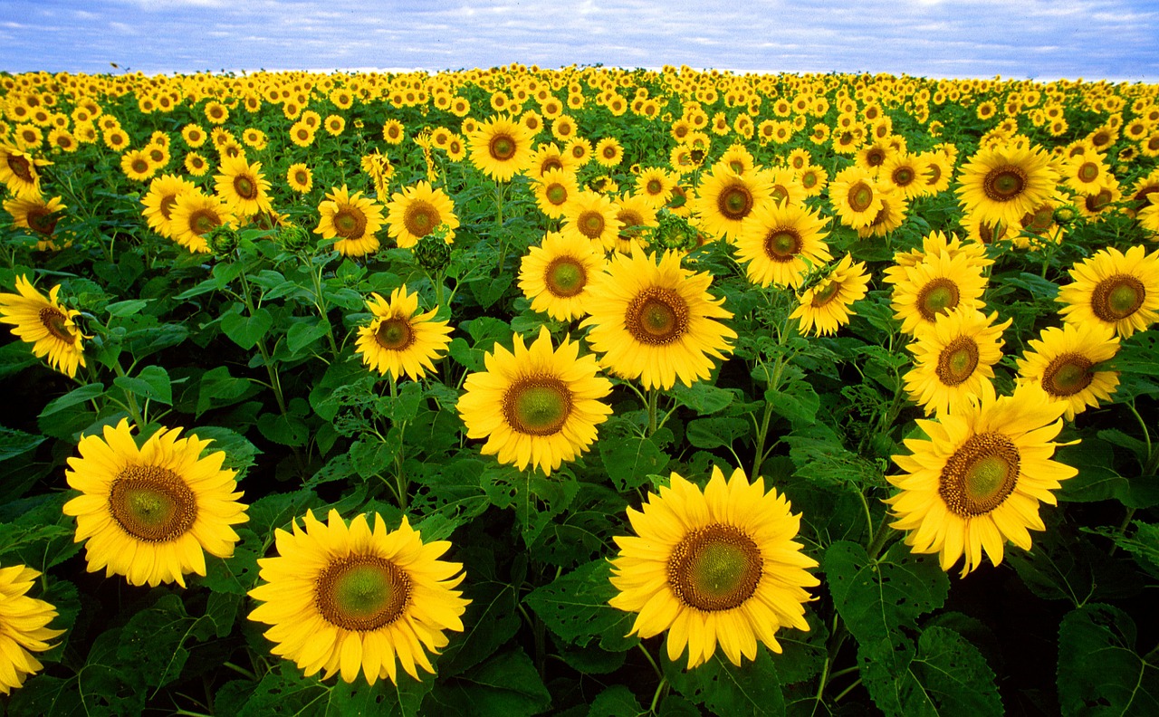 Kansas Day in 2024/2025 When, Where, Why, How is Celebrated?