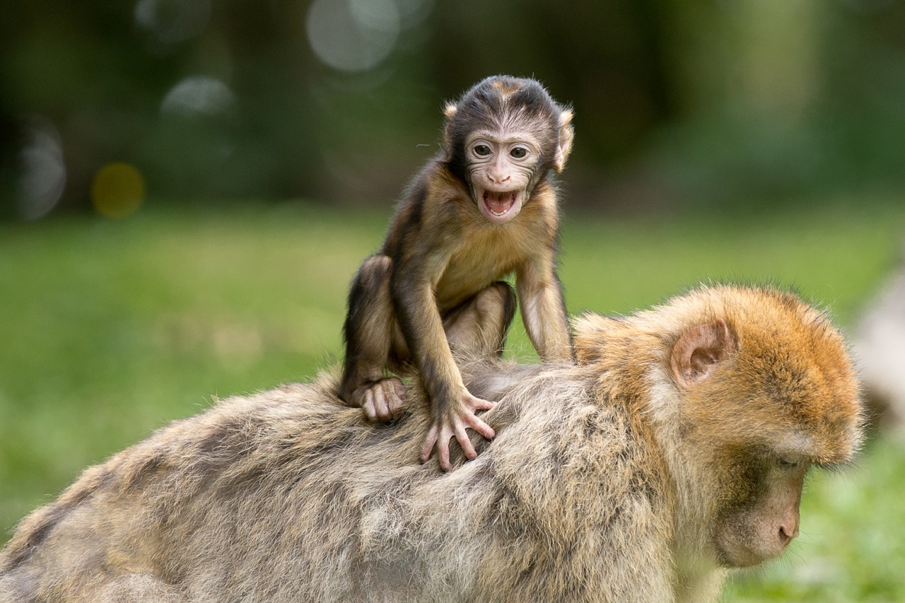 TAKE A MONKEY TO LUNCH DAY - July 21, 2024 - National Today