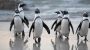Penguin Awareness Day-1689