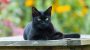 National Black Cat Day-2168