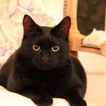 National Black Cat Day_pixabay_1648746_1280