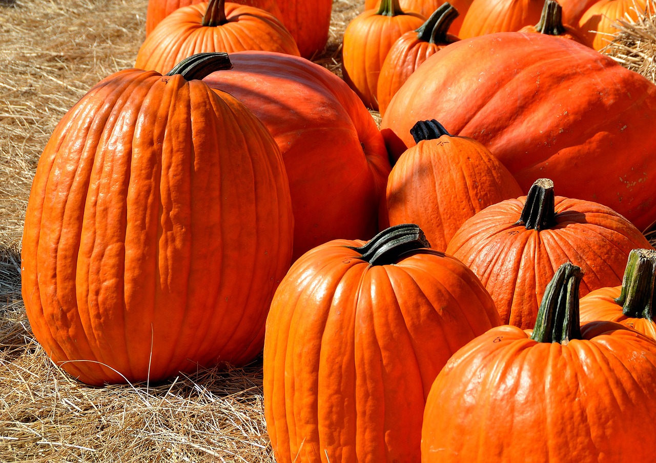 National Pumpkin Day in 2024/2025 When, Where, Why, How is Celebrated?