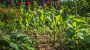 World Naked Gardening Day