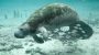 Manatee Appreciation Day-3057