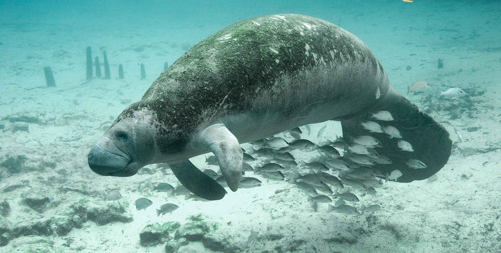 Manatee Appreciation Day in 2024/2025 When, Where, Why, How is