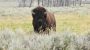 National Bison Day-2732