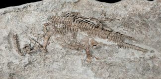National Fossil Day