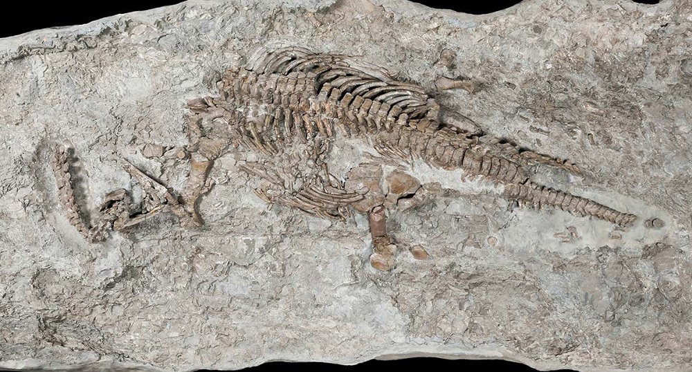 National Fossil Day in 2024/2025 When, Where, Why, How is Celebrated?