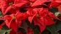 Poinsettia Day-2805