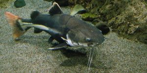 National Catfish Day
