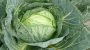 National Cabbage Day-3309