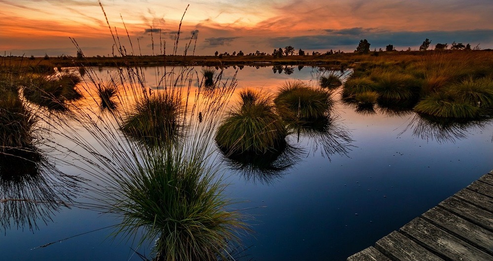 World Wetlands Day in 2025/2025 When, Where, Why, How is Celebrated?