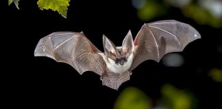 National Bat Appreciation Day