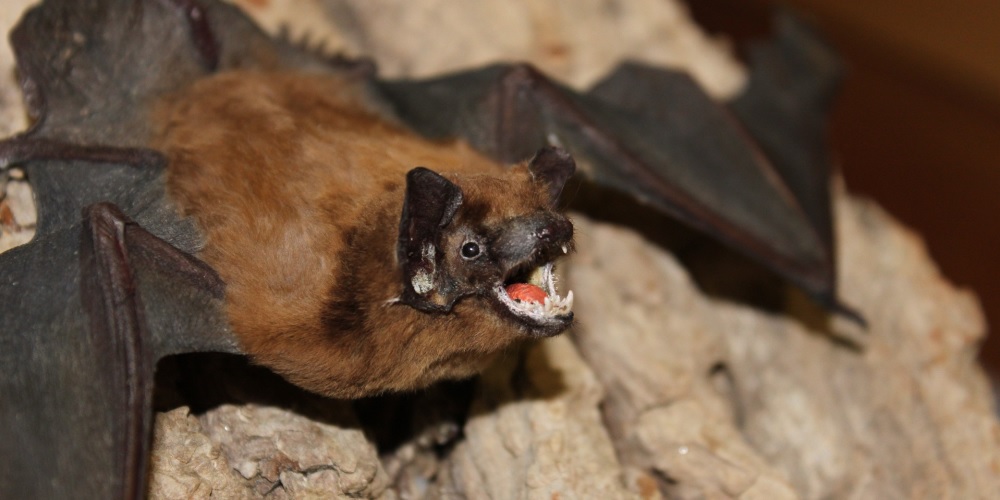 National Bat Appreciation Day in 2024/2025 When, Where, Why, How is