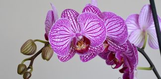 National Orchid Day