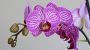 National Orchid Day-3515