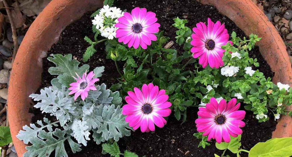 National Plant a Flower Day in 2024/2025 When, Where, Why, How is