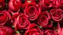 National Red Rose Day-3732