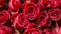 National Red Rose Day