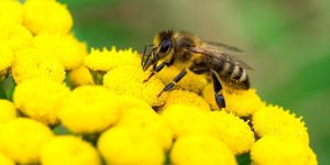 World Honey Bee Day