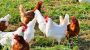 National Dance Like a Chicken Day-3675