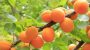 National Apricot Day-4444