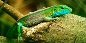 National Reptile Awareness Day