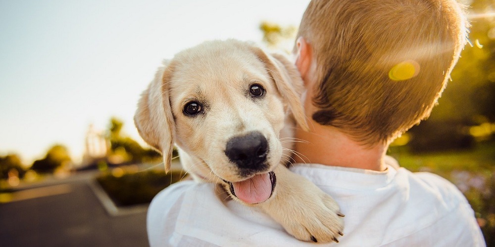 Dog Appreciation Day in 2024/2025 When, Where, Why, How is Celebrated?
