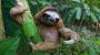 International Sloth Day-4905