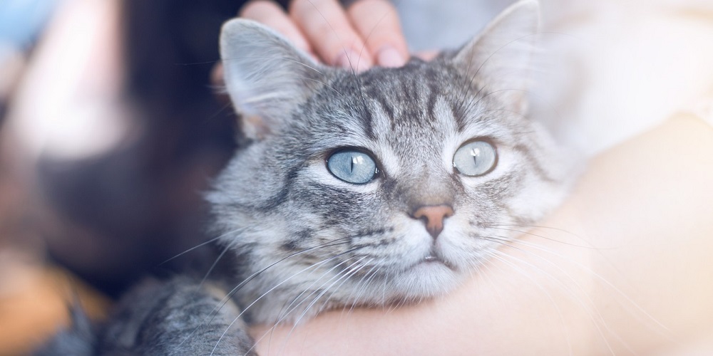 Hug Your Cat Day in 2024/2025 When, Where, Why, How is Celebrated?