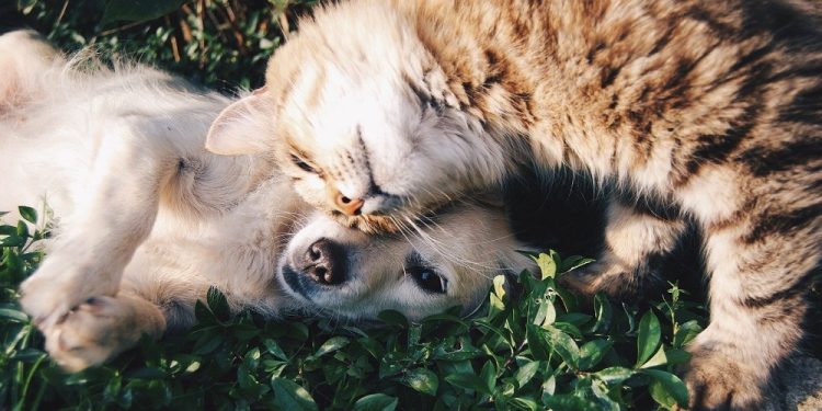 National Cuddle Up Day in 2025/2026 - When, Where, Why, How is Celebrated?