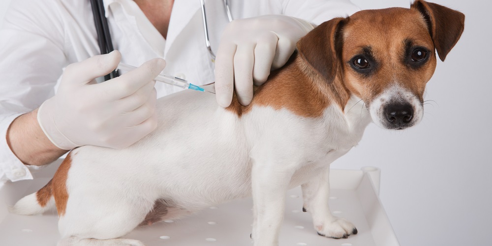 World Rabies Day in 2025/2025 When, Where, Why, How is Celebrated?