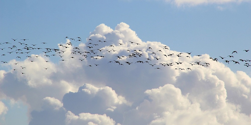 World Migratory Bird Day in 2024/2025 When, Where, Why, How is