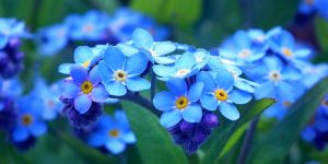 Forget Me Not Day
