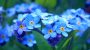 Forget Me Not Day