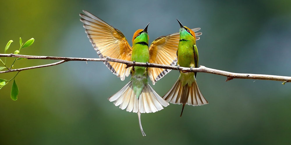 National Audubon Day in 2024/2025 When, Where, Why, How is Celebrated?