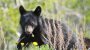 National Black Bear Day-6041