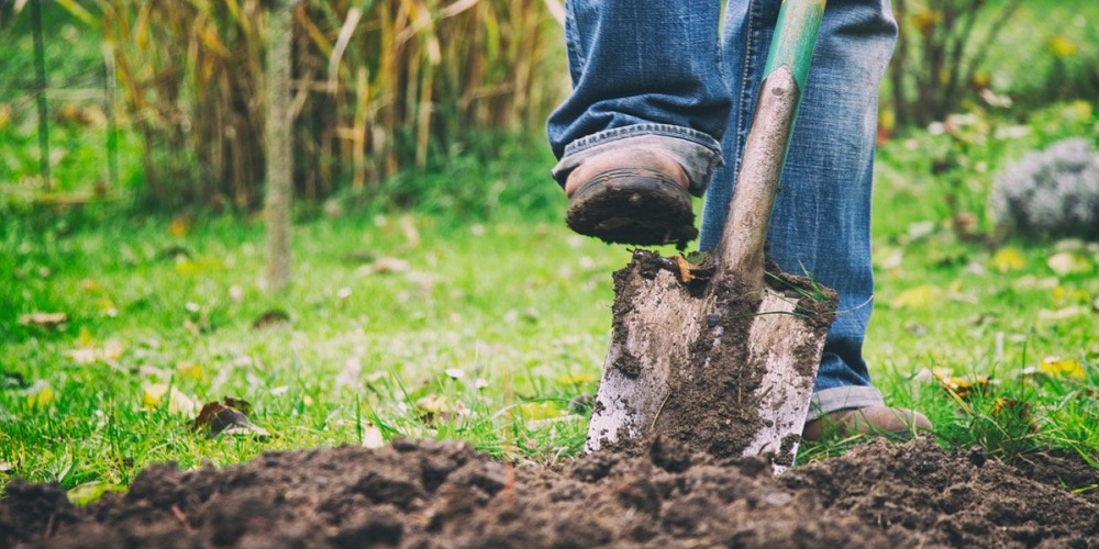 National Gardening Exercise Day in 2024/2025 When, Where, Why, How is