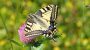 National Learn About Butterflies Day