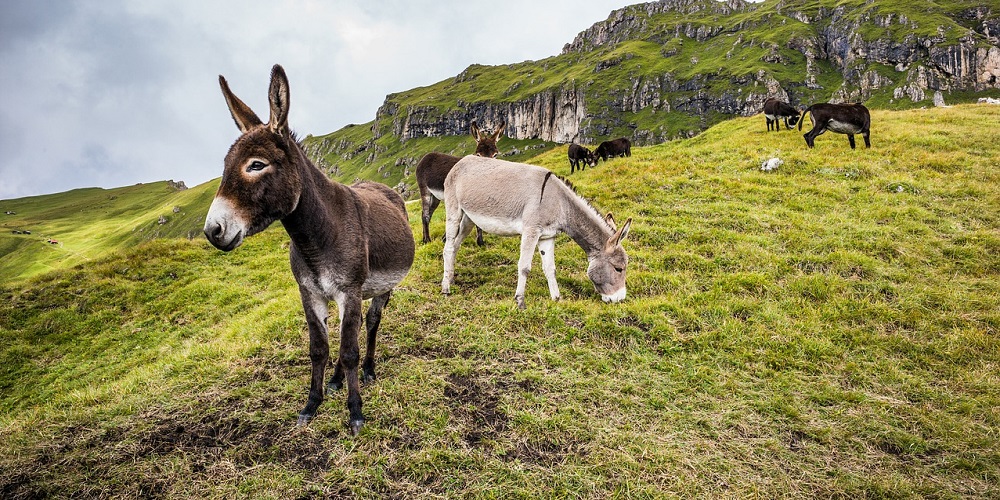 National Mule Day in 2023/2024 When, Where, Why, How is Celebrated?